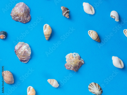 Seashells pattern on blue background