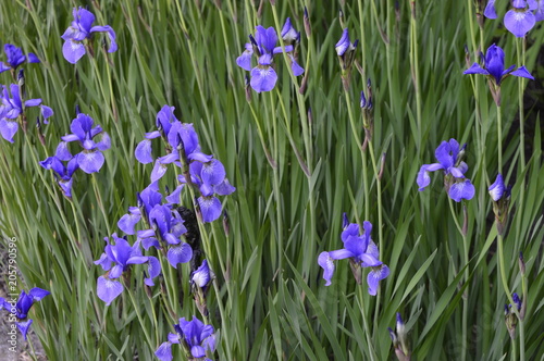 Fototapeta Naklejka Na Ścianę i Meble -  Siberian iris with deep blue ornamental flowers