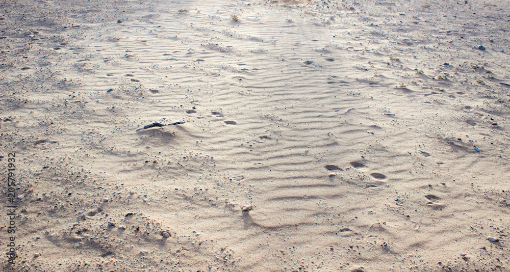Desert Sand Dunes and Cactus Landscape Desert Sand Dunes and Cactus Landscape
