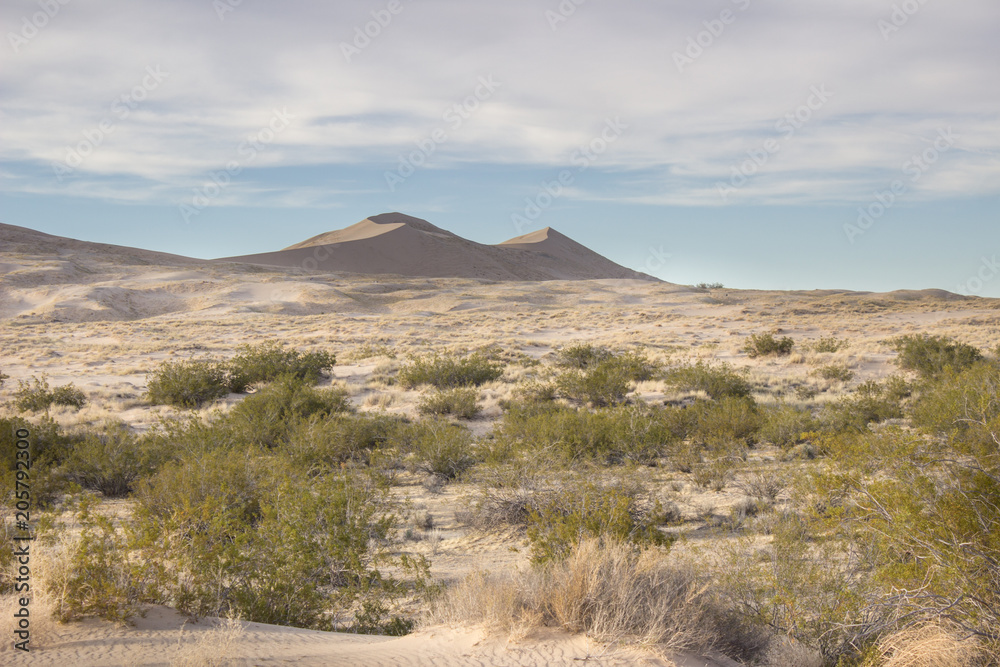 Desert Sand Dunes and Cactus Landscape