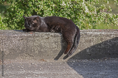 Stary kocur śpiący w słoneczny dzień na murku.
