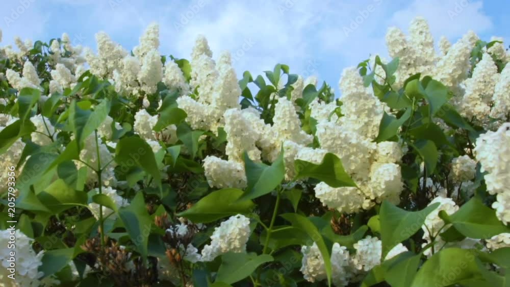 Flowering bush of white lilac flower under blue sky. Spring flower Concept. Flowering bush of white lilac flower under blue sky. Spring flower Concept.