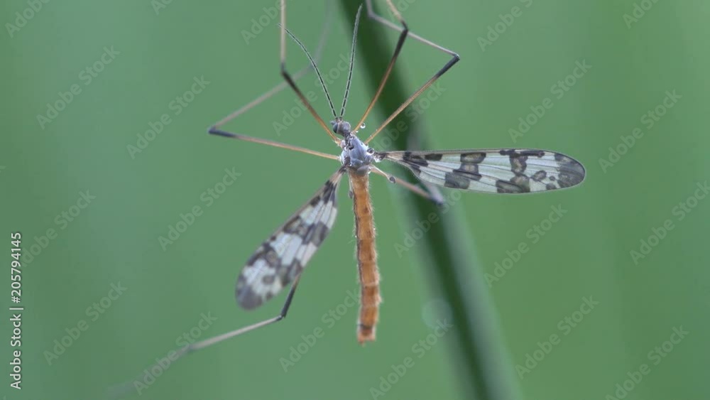 Insect macro, mating Mosquito Crane fly Tipula luna male sitting on green leaf Insect macro, mating Mosquito Crane fly Tipula luna male sitting on green leaf