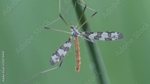Insect macro, mating Mosquito Crane fly Tipula luna male sitting on green leaf photo