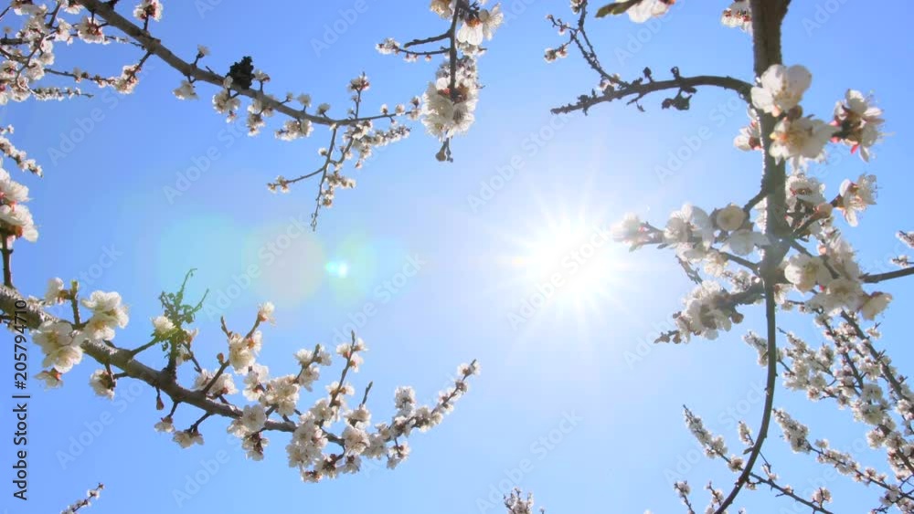 Springtime blooming. Apricot flowers illuminating by warm sun beams.