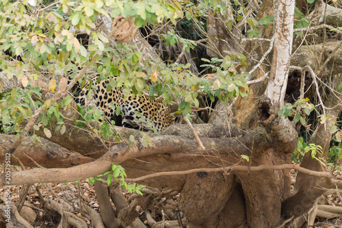 Jaguar from Pantanal  Brazil