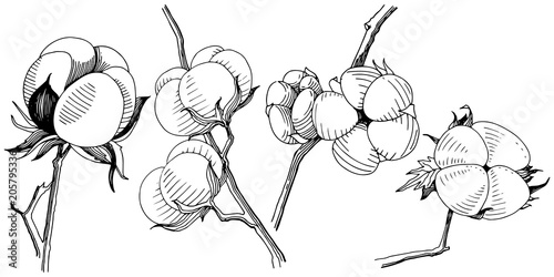 Vector cotton. Floral botanical flower. Wild spring leaf wildflower isolated. Vector wildflower for background, texture, wrapper pattern, frame or border.