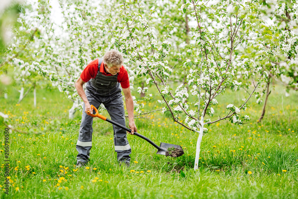 man planting tree and digging hole with shovel in gardenpeople and farm concept man planting tree and digging hole with shovel in gardenpeople and farm concept