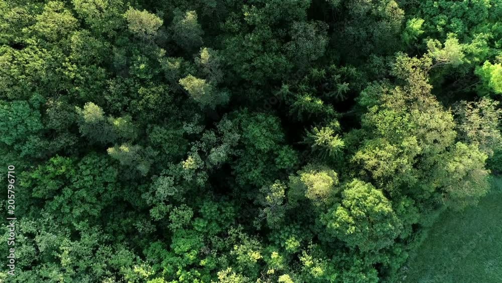 Epic aerial view of foggy morning woods at sunrise. 4K 60FPS Epic aerial view of foggy morning woods at sunrise. 4K 60FPS