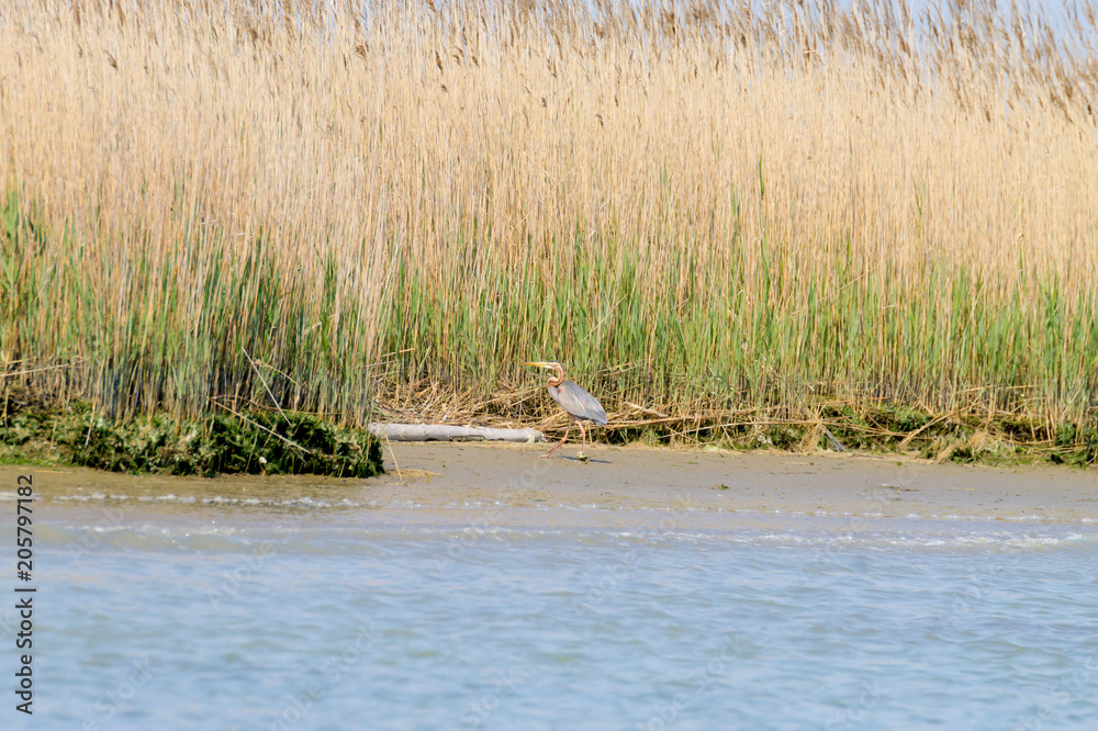 Fototapeta premium Purple heron close up.Po river lagoon