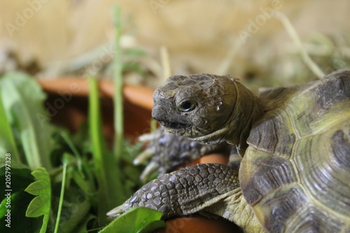 Russische Vierzehen-Schildkröte, Steppenschildkröte (Testudo horsfieldii, Agrionemys horsfieldii) sitzt am Futternapf im Terrarium