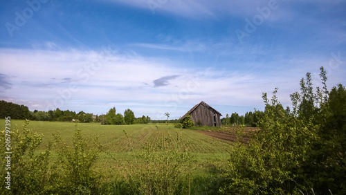 The old rickety shed in the field in summer.