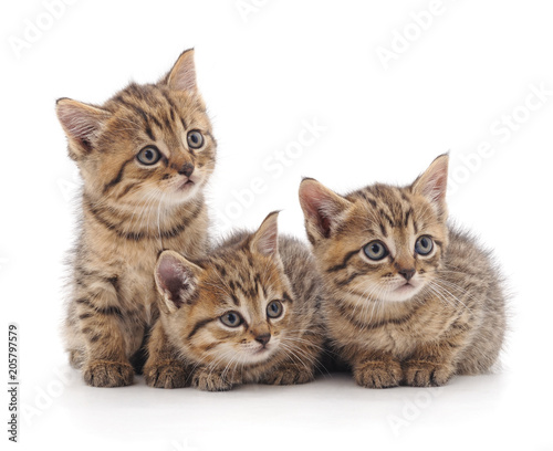 Fototapeta Naklejka Na Ścianę i Meble -  Three small cats.