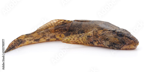 Raw brown goby.