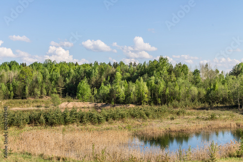 Forest lake, green trees, dry reeds