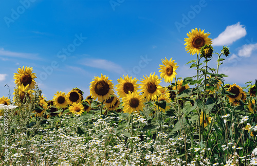 Side view of a summer field with yellow sunflowers and camomiles under a clear blue sky. Selective focus.