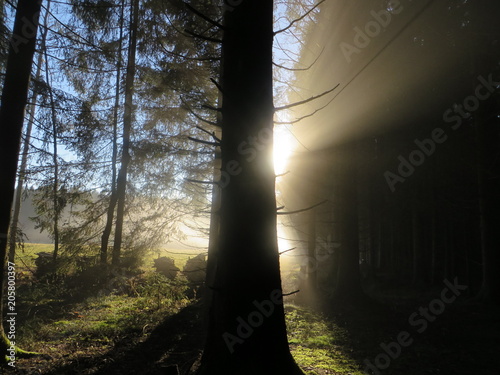 Wald im Nebel