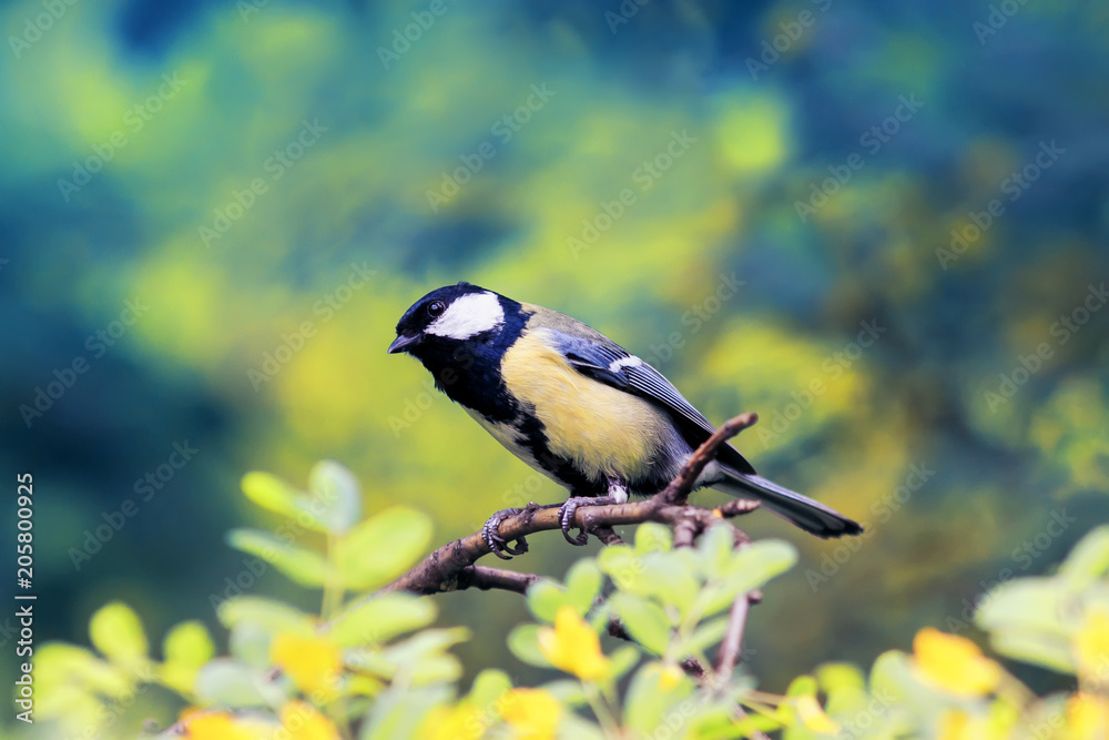 Obraz premium bright bird tit sitting on a flowering acacia Bush in spring Park