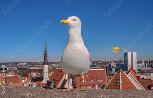 White seagull is standing on the fortress wall on the background of the city tiled roofs of Tallinn. Estonia.