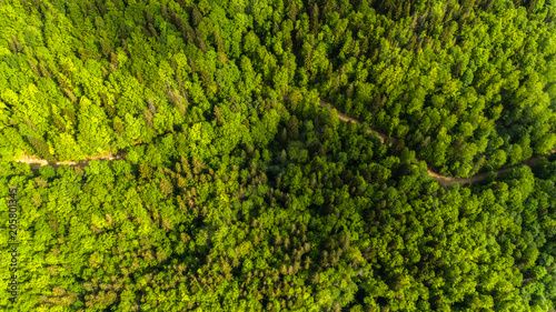Aerial view close-up of a forest with green trees