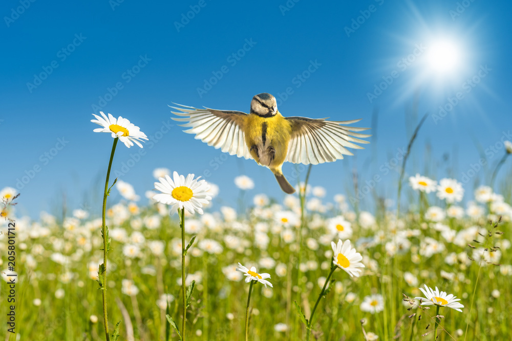 Obraz premium Błękitny tit lata nad jaskrawy kolorowymi stokrotkami Kwiat łąka pod perfect niebieskim niebem w ciepłym świetle słonecznym