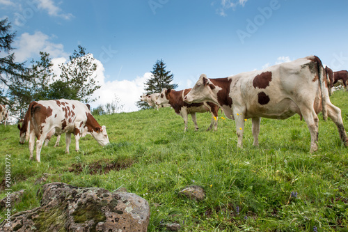 Obraz na plátně Troupeau de vaches montbéliardes