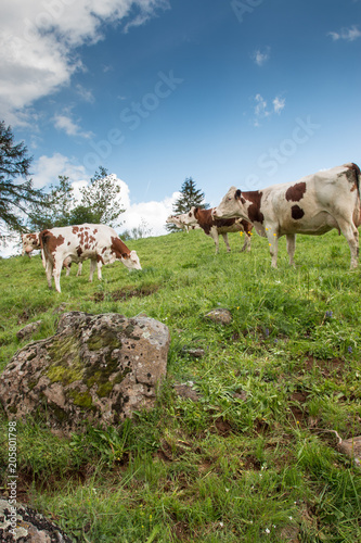 Obraz na plátně Troupeau de vaches montbéliardes