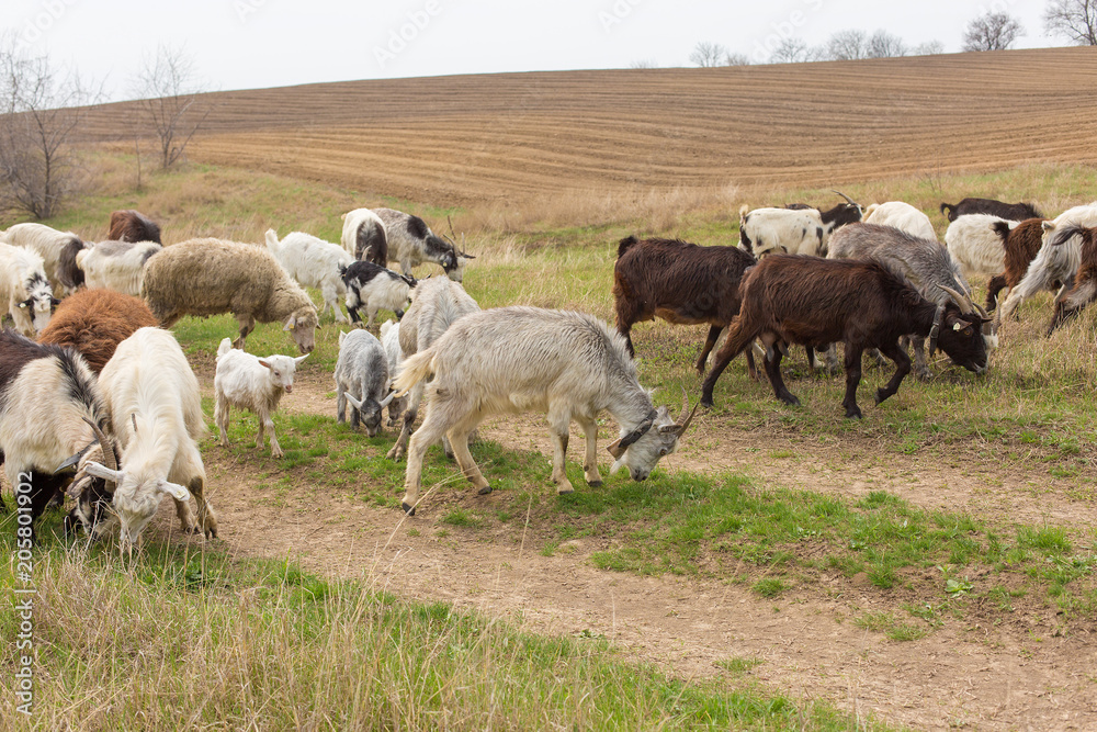 Sheep and goats graze on green grass in spring Sheep and goats graze on green grass in spring