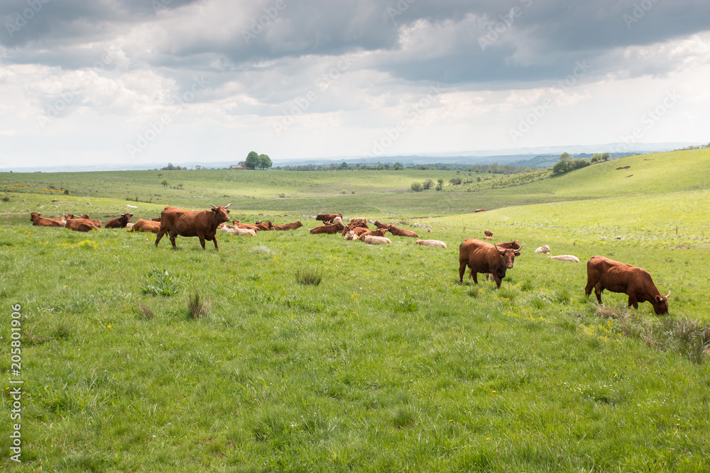 Troupeau de vaches dans une prairie