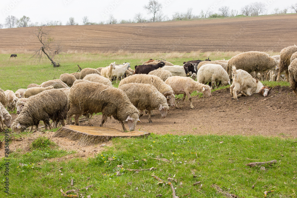 Fototapeta premium Sheep and goats graze on green grass in spring 
