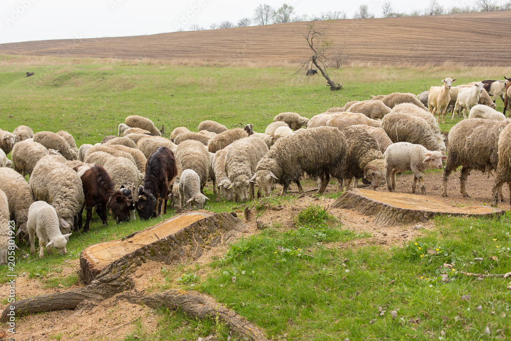 Obraz premium Sheep and goats graze on green grass in spring 