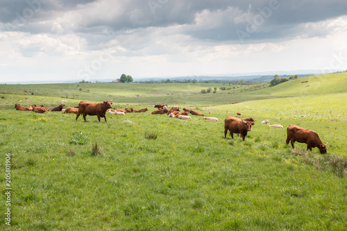 Troupeau de vaches dans une prairie © B. Piccoli