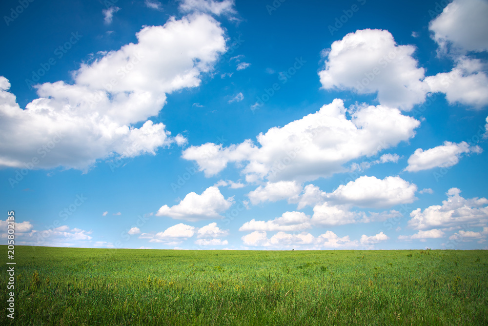Obraz premium Green grass and blue sky background. Horizontal photo.