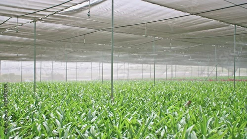 Slow motion - water sprinkers watering Amaryllis plants inside a greenhouse photo