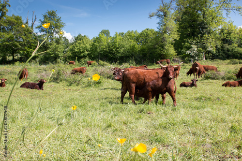 Troupeau de vaches Salers, Auvergne