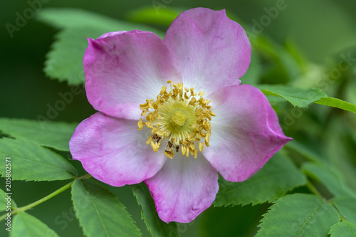 Hunds-Rose - Rosa canina