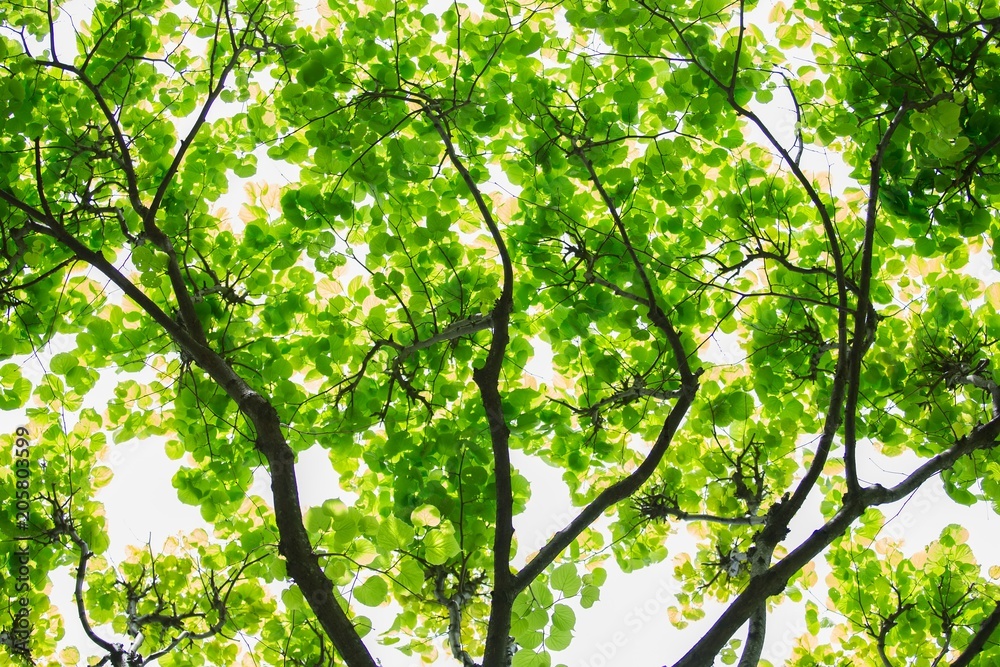 Sunlight Through Green Tree Crown. Top view with tree branch and blue sky Sunlight Through Green Tree Crown. Top view with tree branch and blue sky