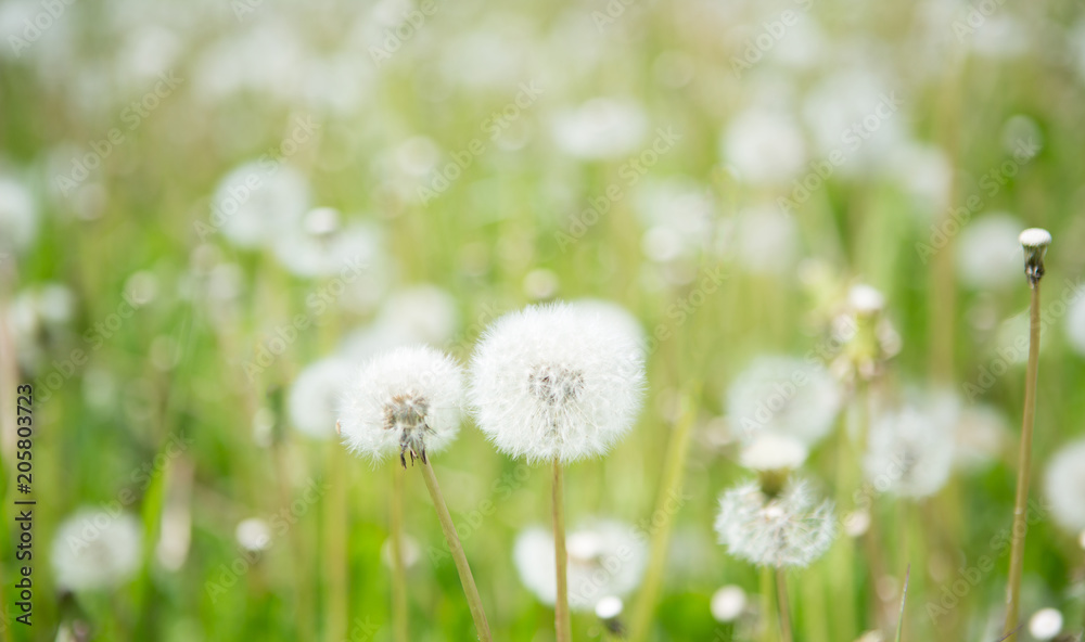 Blurred Nature Spring Background with white fluffy dandelion flowers Blurred Nature Spring Background with white fluffy dandelion flowers