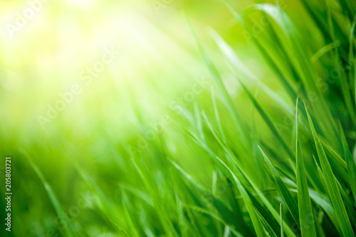 Spring Grass