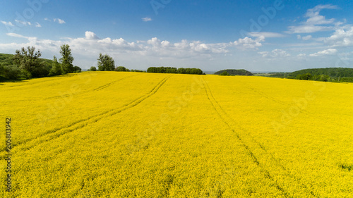 Aerial view of colorful rapeseed field in spring with blue sky in Ukraine.