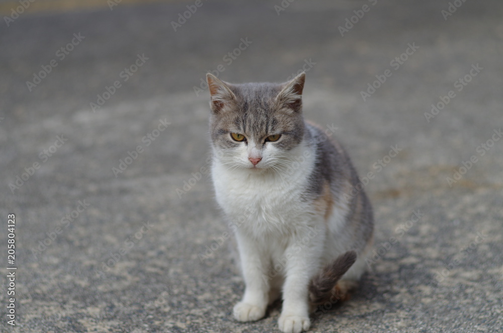 三毛猫正面 Stock 写真 Adobe Stock