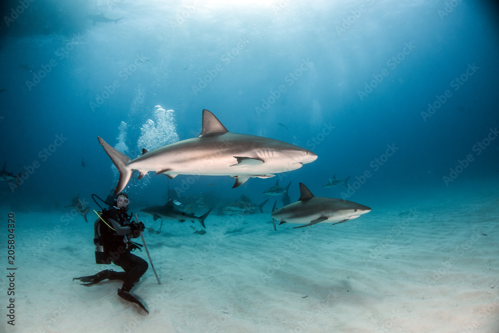 Obraz premium Caribbean reef shark