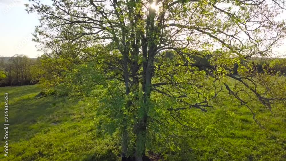 Rising shot of sunlight bouncing through tree branches during sunset on a farm. Rising shot of sunlight bouncing through tree branches during sunset on a farm.