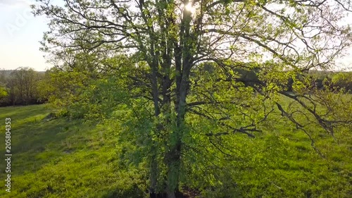 Wallpaper Mural Rising shot of sunlight bouncing through tree branches during sunset on a farm. Torontodigital.ca