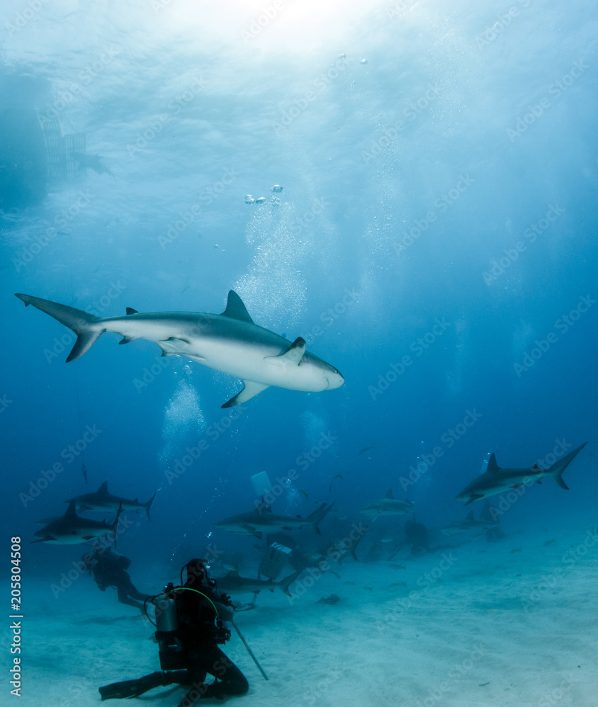 Obraz premium Caribbean reef shark