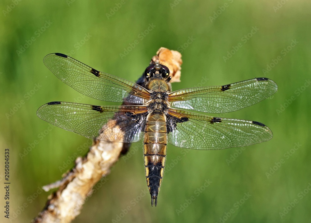 Der Vierfleck (Libellula quadrimaculata) zählt zu den Großlibellen