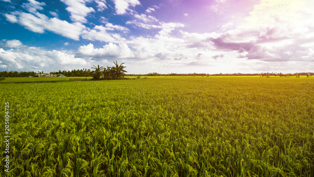 Rice Field Landscape, Paddy Field Landscape Rice Field Landscape, Paddy Field Landscape