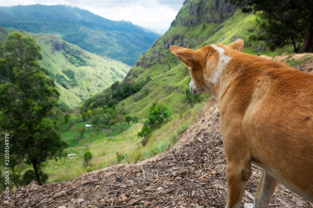 Fototapeta Pies patrzeje widok od Ella skały w Sri Lanka
