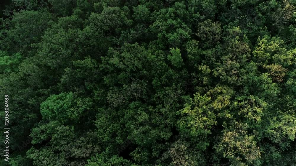 Epic aerial view of foggy morning woods at sunrise. 4K 60FPS Epic aerial view of foggy morning woods at sunrise. 4K 60FPS