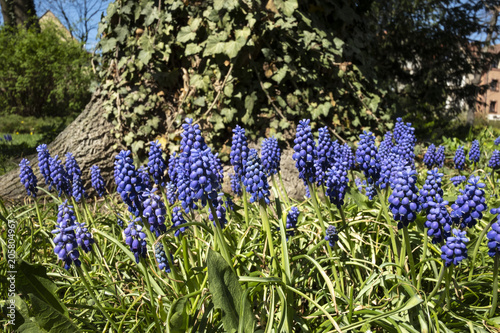 Grape hyacinths in full blossom on the background of a tree trunk covered with ivy